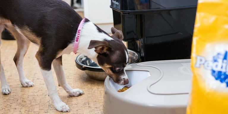 How Do Automatic Dog Feeders Work