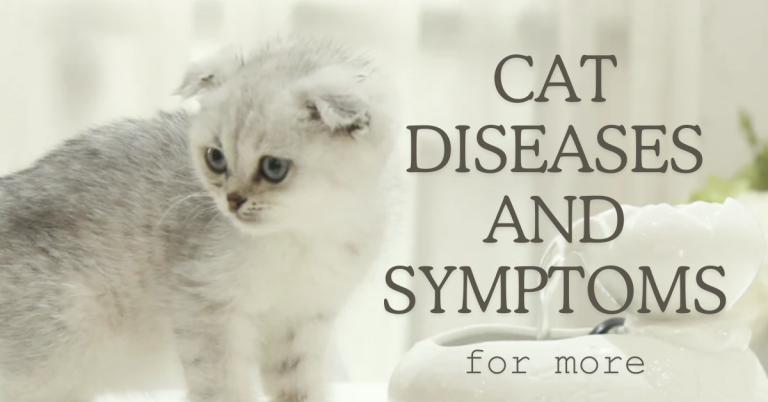 Cat Diseases and Symptoms