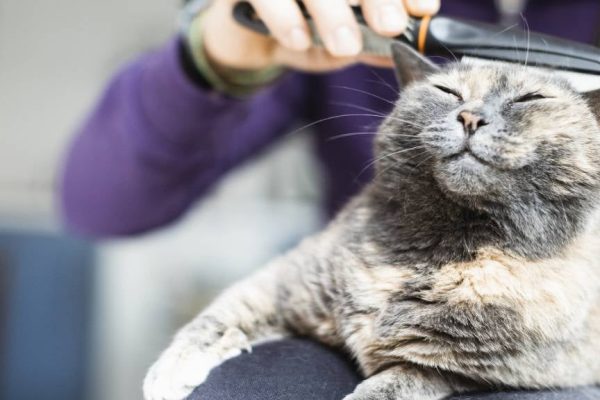 Is Human Shampoo Safe for Cats